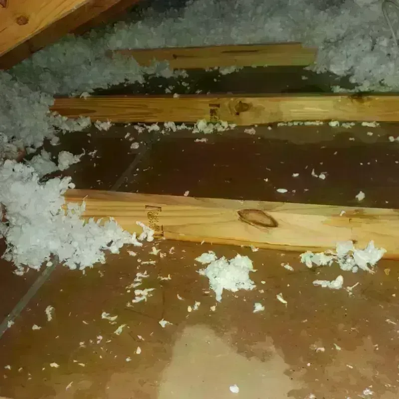 Attic Water Damage in East Bethel, MN