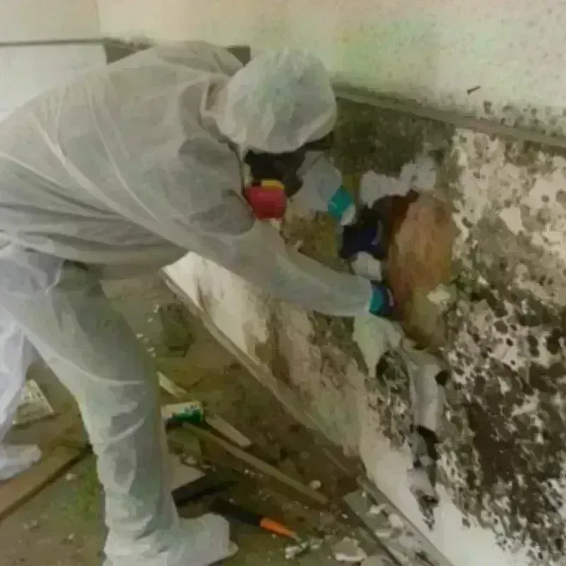 Mold Remediation and Removal in East Bethel, MN